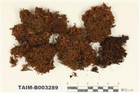 藏品(木靈苔科)的圖片